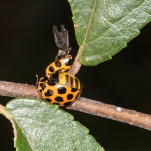 Harmonia conformis at Higgins, ACT - 4 Mar 2024 09:44 AM