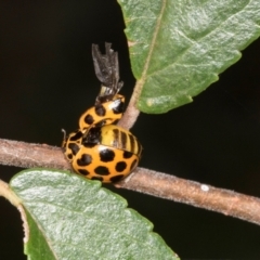 Harmonia conformis (Common Spotted Ladybird) at Higgins, ACT - 3 Mar 2024 by AlisonMilton
