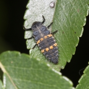 Harmonia conformis at Higgins, ACT - 4 Mar 2024