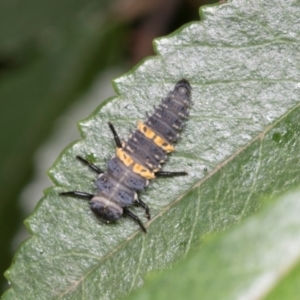 Harmonia conformis at Higgins, ACT - 4 Mar 2024