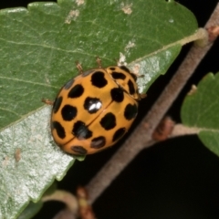 Harmonia conformis at Higgins, ACT - 4 Mar 2024