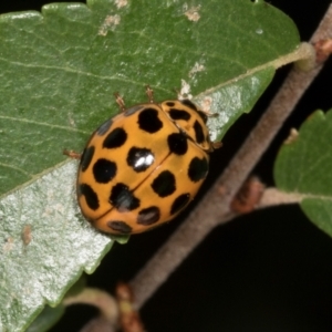 Harmonia conformis at Higgins, ACT - 4 Mar 2024