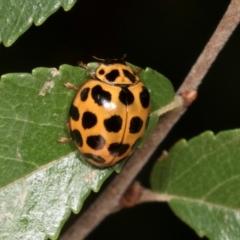 Harmonia conformis at Higgins, ACT - 4 Mar 2024