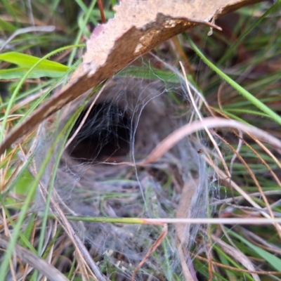 Mygalomorphae (infraorder) (Unidentified mygalomorph spider) at Watson, ACT - 15 Feb 2024 by JenniM