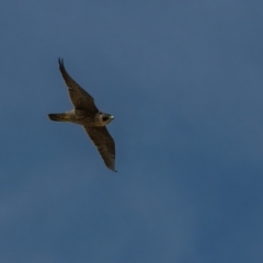 Falco peregrinus (Peregrine Falcon) at Harden, NSW - 3 Mar 2024 by Untidy