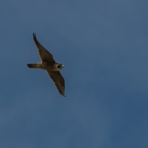 Falco peregrinus at Harden, NSW - 3 Mar 2024 03:16 PM