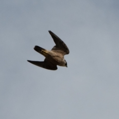 Falco peregrinus at Harden, NSW - 3 Mar 2024 03:16 PM