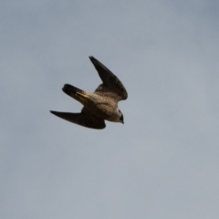 Falco peregrinus at Harden, NSW - 3 Mar 2024