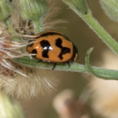 Coccinella transversalis (Transverse Ladybird) at Scullin, ACT - 3 Mar 2024 by AlisonMilton