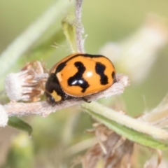 Coccinella transversalis at Scullin, ACT - 4 Mar 2024