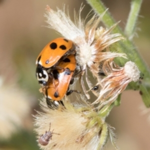 Hippodamia variegata at Scullin, ACT - 4 Mar 2024