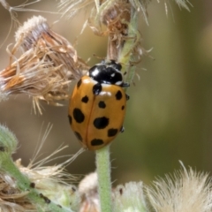 Hippodamia variegata at Scullin, ACT - 4 Mar 2024