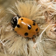 Hippodamia variegata at Scullin, ACT - 4 Mar 2024