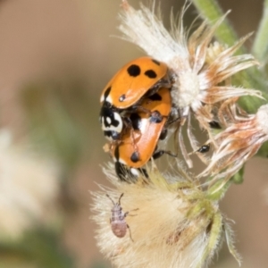 Hippodamia variegata at Scullin, ACT - 4 Mar 2024