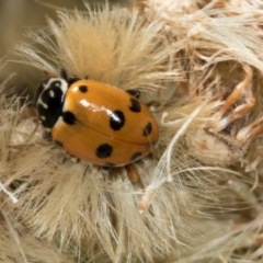 Hippodamia variegata at Scullin, ACT - 4 Mar 2024