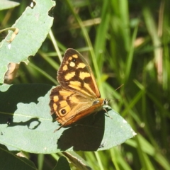 Heteronympha paradelpha (Spotted Brown) at Lake Burley Griffin West - 4 Mar 2024 by HelenCross