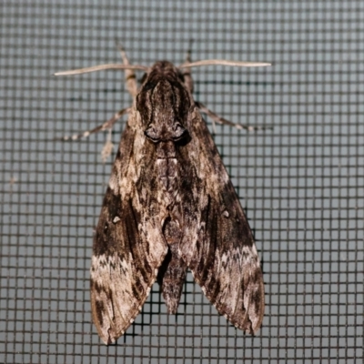 Agrius godarti (Godart's Hawk Moth) at Broulee Moruya Nature Observation Area - 4 Mar 2024 by LisaH
