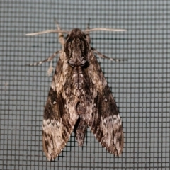 Unidentified Hawk moth (Sphingidae) at Moruya, NSW - 4 Mar 2024 by LisaH