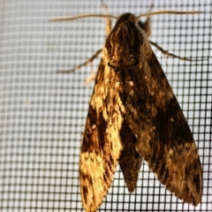 Agrius godarti at Moruya, NSW - suppressed