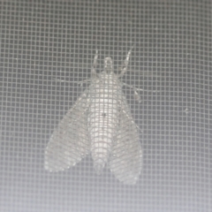 Agrius godarti at Moruya, NSW - suppressed