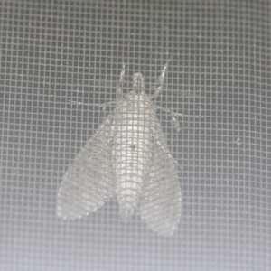 Agrius godarti at Moruya, NSW - suppressed