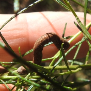 Geometridae (family) IMMATURE at Black Mountain Peninsula (PEN) - 4 Mar 2024