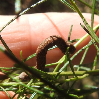 Geometridae (family) IMMATURE at Black Mountain Peninsula (PEN) - 4 Mar 2024 by HelenCross