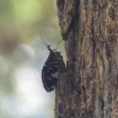 Porismus strigatus (Pied Lacewing) at Black Mountain Peninsula (PEN) - 4 Mar 2024 by HelenCross