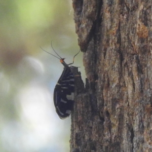 Porismus strigatus at Black Mountain Peninsula (PEN) - 4 Mar 2024