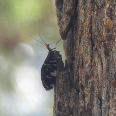 Porismus strigatus (Pied Lacewing) at Black Mountain Peninsula (PEN) - 4 Mar 2024 by HelenCross