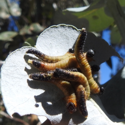 Pergidae sp. (family) (Unidentified Sawfly) at Lake Burley Griffin West - 4 Mar 2024 by HelenCross