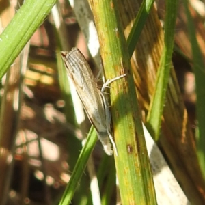 Culladia cuneiferellus at Black Mountain Peninsula (PEN) - 4 Mar 2024