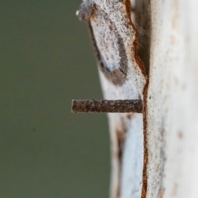 Hemibela (genus) (A Concealer moth) at Higgins Woodland - 2 Mar 2024 by Untidy