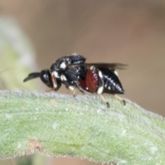 Unidentified Wasp (Hymenoptera, Apocrita) at Higgins, ACT - 3 Mar 2024 by AlisonMilton