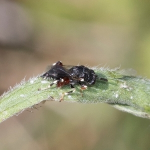 Brachymeria sp. (genus) at Higgins, ACT - 4 Mar 2024