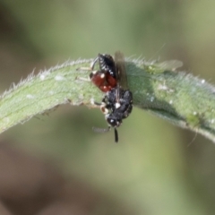 Brachymeria sp. (genus) at Higgins, ACT - 4 Mar 2024