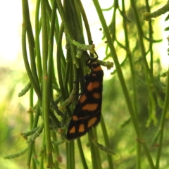 Asura lydia (Lydia Lichen Moth) at Black Mountain Peninsula (PEN) - 4 Mar 2024 by HelenCross