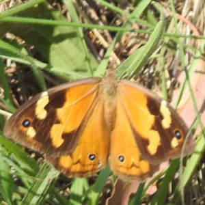 Heteronympha merope at Black Mountain Peninsula (PEN) - 4 Mar 2024