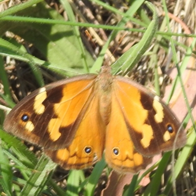 Heteronympha merope (Common Brown Butterfly) at Lake Burley Griffin West - 4 Mar 2024 by HelenCross
