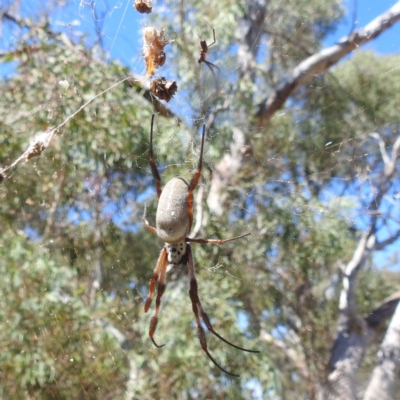 Trichonephila edulis (Golden orb weaver) at Acton, ACT - 4 Mar 2024 by HelenCross