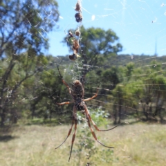 Trichonephila edulis at Lake Burley Griffin West - 4 Mar 2024