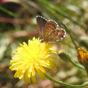 Theclinesthes serpentata at Black Mountain Peninsula (PEN) - 4 Mar 2024 02:00 PM