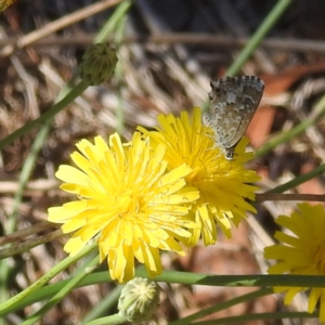 Theclinesthes serpentata at Black Mountain Peninsula (PEN) - 4 Mar 2024