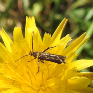 Eretmocera (genus) (Scythrididae family) at Black Mountain Peninsula (PEN) - 4 Mar 2024 02:00 PM