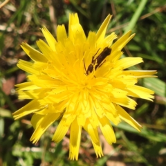 Eretmocera (genus) (Scythrididae family) at Black Mountain Peninsula (PEN) - 4 Mar 2024 02:00 PM