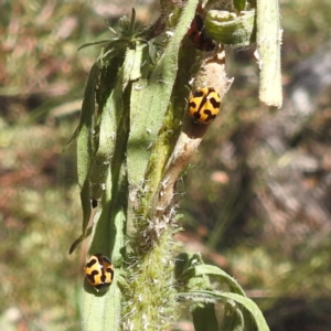 Coccinella transversalis at Black Mountain Peninsula (PEN) - 4 Mar 2024 02:03 PM