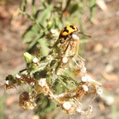 Coccinella transversalis at Black Mountain Peninsula (PEN) - 4 Mar 2024 02:03 PM