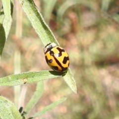 Coccinella transversalis at Black Mountain Peninsula (PEN) - 4 Mar 2024 02:03 PM