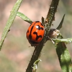 Coccinella transversalis at Black Mountain Peninsula (PEN) - 4 Mar 2024 02:03 PM