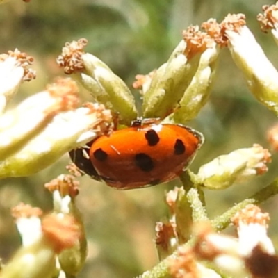 Hippodamia variegata (Spotted Amber Ladybird) at Black Mountain Peninsula (PEN) - 4 Mar 2024 by HelenCross